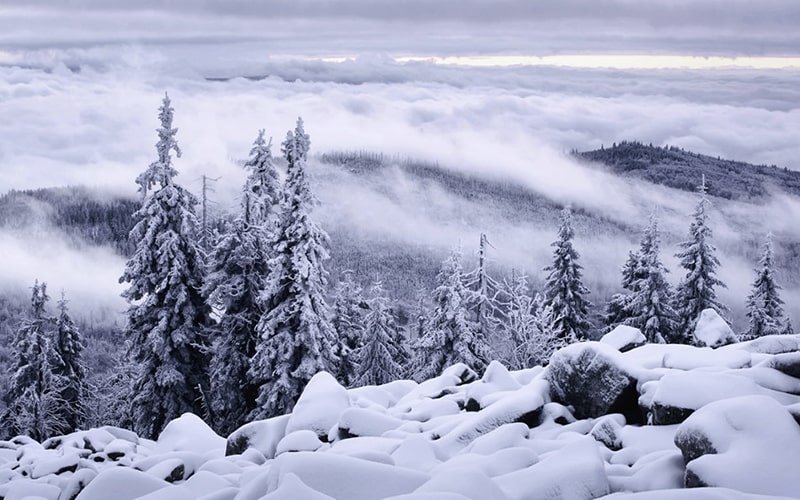 برف و مه در جنگل