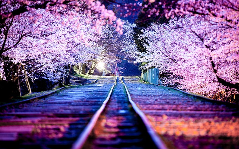 عبور ریل قطار از میان درختان شکوفه‌دار در ژاپن