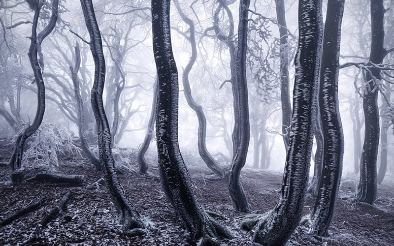 مه شدید در جنگل