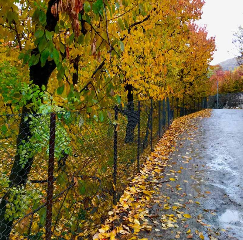 درختان پاییزی و برگ ریزان روستای افجه؛ منبع عکس: Google Maps، عکاس: Amir Abtahi