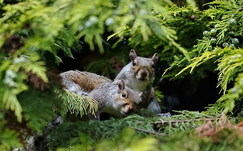 دو سنجاب در حال تماشای دوربین عکاسی