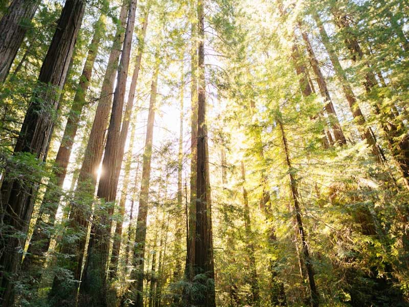 جنگلی آفتابی و پر درخت در ایالت اورگن آمریکا