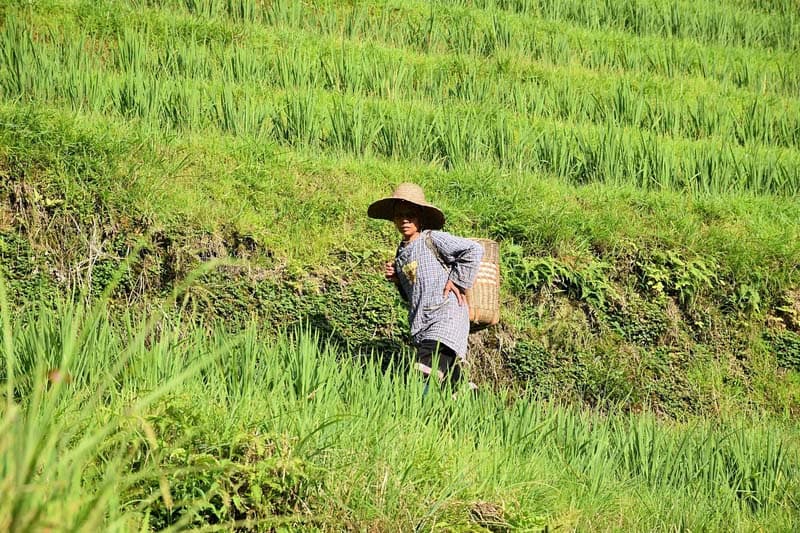 فردی با سبدی در پشت در میان مزارع سبز در روستای پینگان  چین