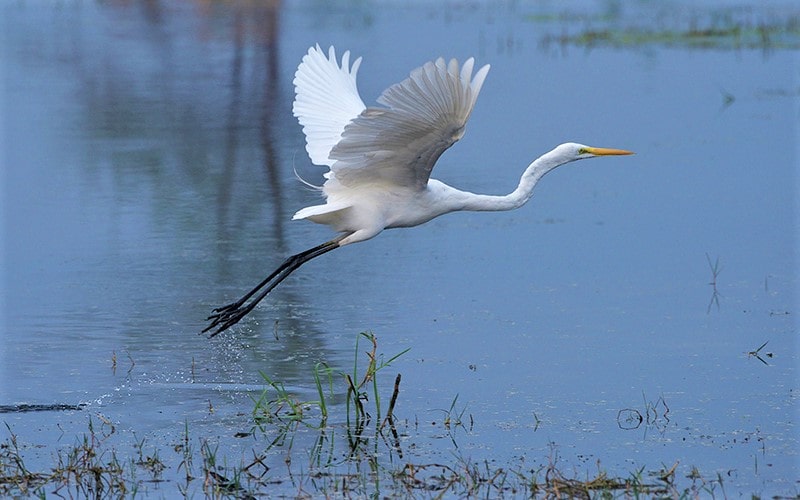 پرواز پرنده سفید در پارک ملی کلادو در هند، منبع عکس: behance.net، عکاس: Don Davies