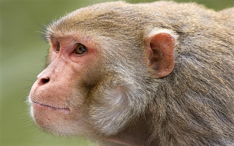 میمون در پارک ملی کلادو در هند، منبع عکس: behance.net، عکاس: Don Davies