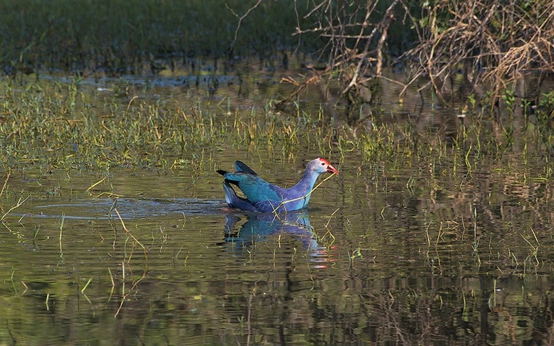 پرنده آبی‌رنگ در پارک ملی کلادو در هند، منبع عکس: behance.net، عکاس: Don Davies