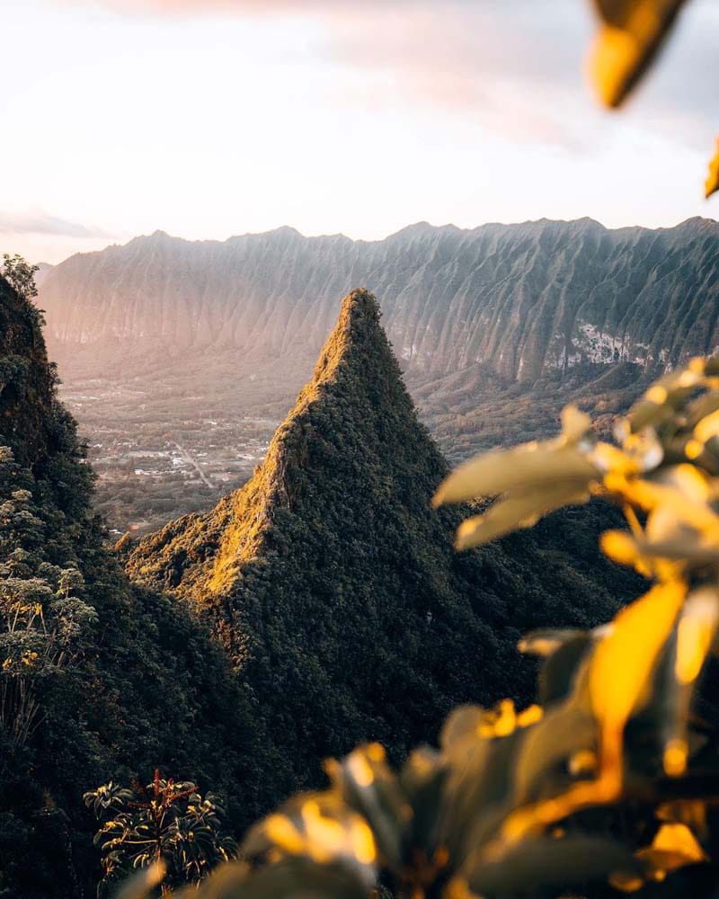 تصویری از جنگل‌های هاوایی