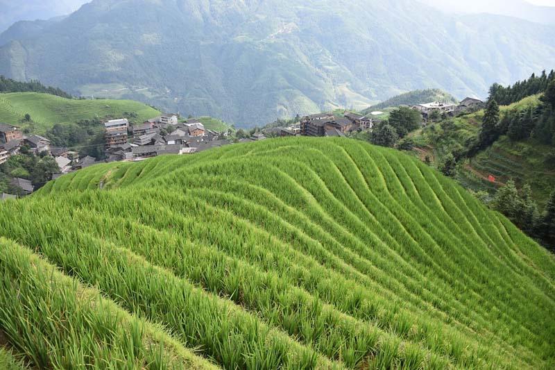 تپه‌ ای سبز با خطوط موازی در روستای پینگان 