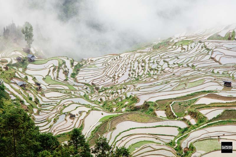 تراس‌های برنج چین به رنگ سفید و سبز