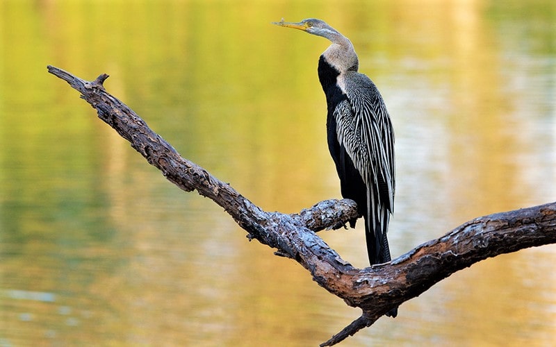 پرنده‌ای بزرگ روی درختی در پارک ملی کلادو در هند، منبع عکس: behance.net، عکاس: Don Davies