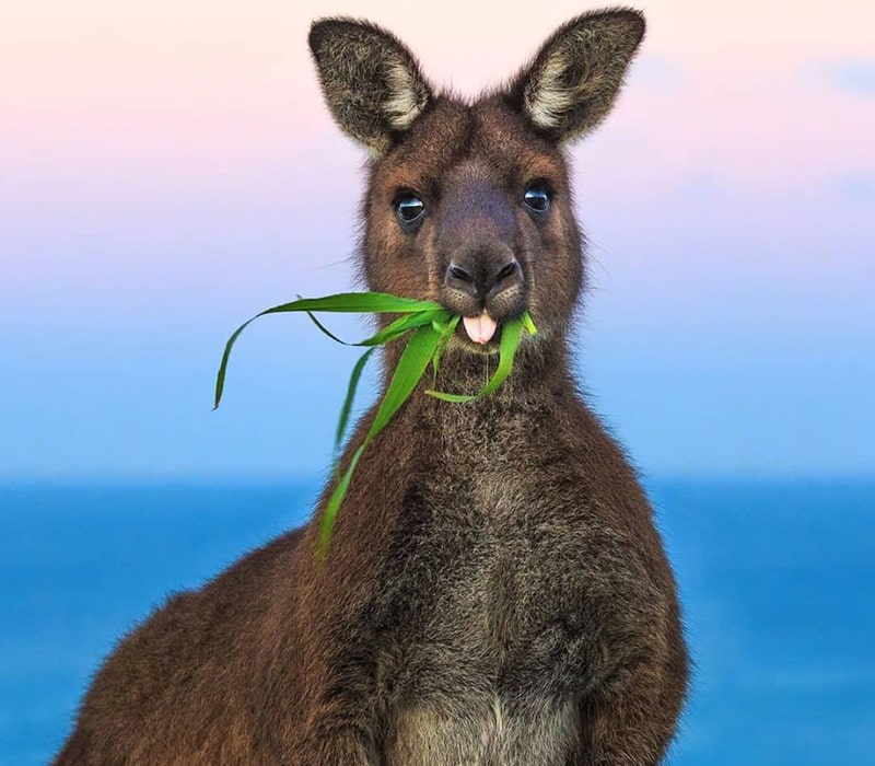 کانگورو در حال خوردن علف در جزیره کانگورو،‌منبع عکس: اینستاگرام australia@، عکاس: نامشخص