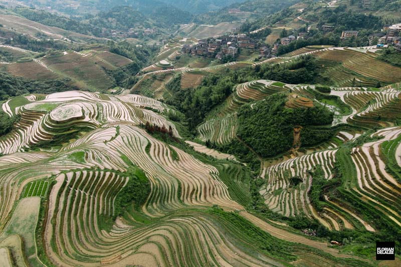 فراوانی تراس‌های برنج در روستاهای چین