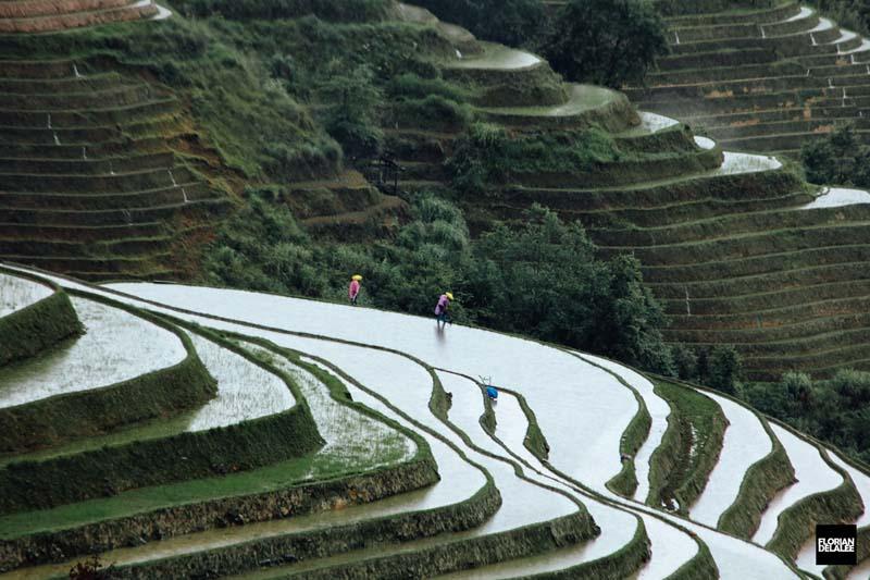 پلکان‌های تراس برنج در روستای کشور چین