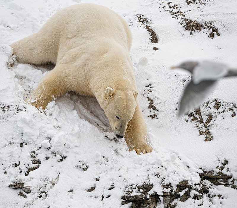 خرس قطبی روی کوه برفی