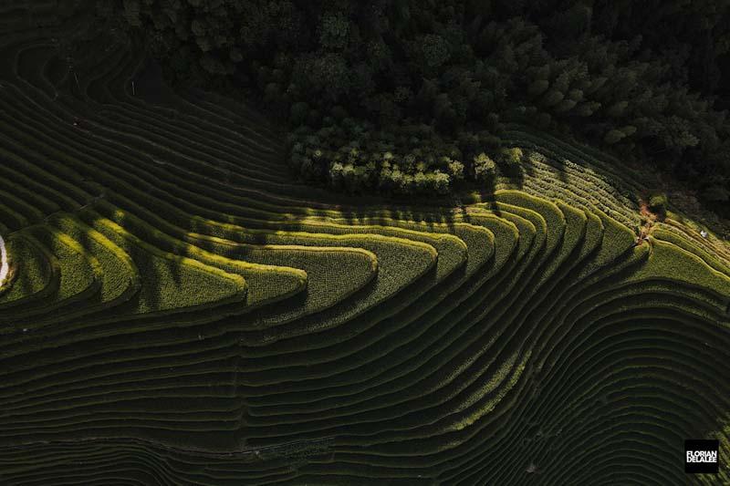 تراس های برنج و سبز در روستای پینگان