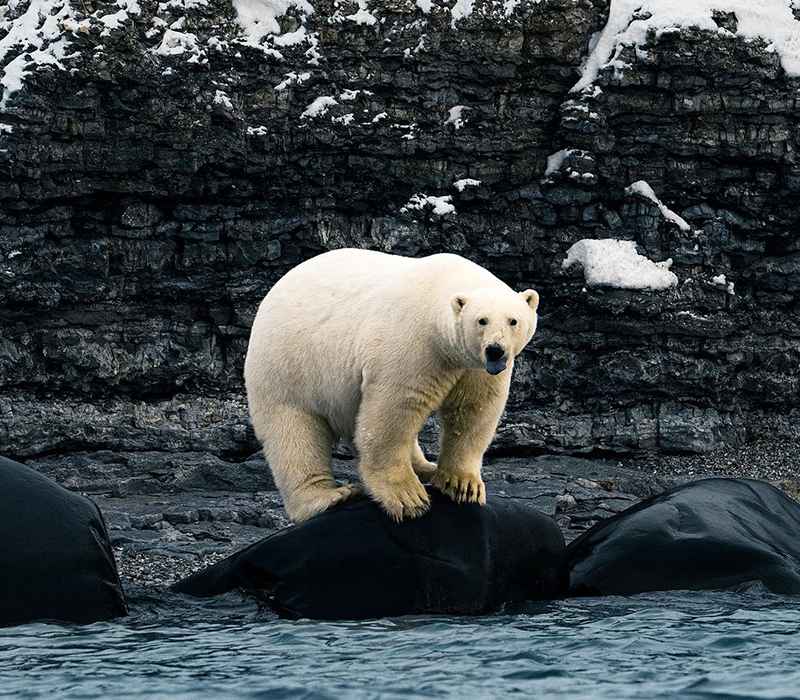 خرس قطبی روی سنگ‌های رودخاه