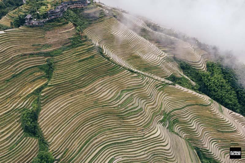 عکس هوایی از شالیزارهای پلکانی برنج در چین