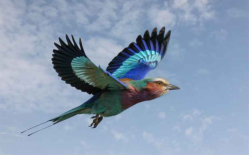 پرواز پرنده‌ای با پرهای رنگی