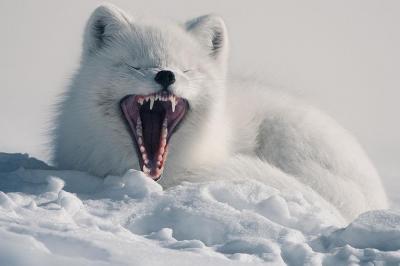 شکوه حیوانات در سرزمین های یخی شمالگان