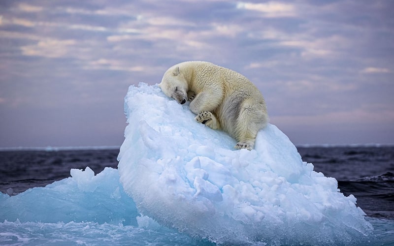 خرس قطبی روی یک تکه یخ