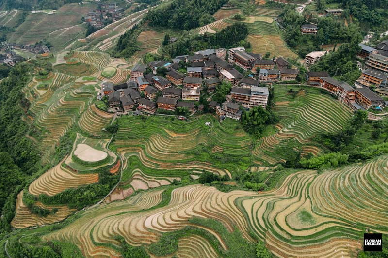 یک دهکده چینی با مزارع برنج از نمای بالا