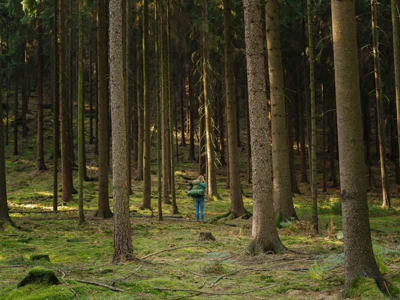 فردی در میان درختان جنگلی در ساکسون سوئیس