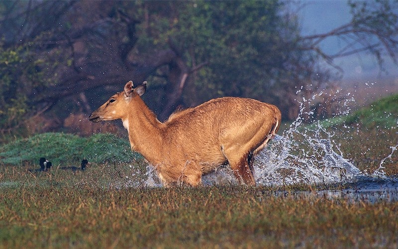 حیوانی در آب‌های پارک ملی کلادو در هند، منبع عکس: behance.net، عکاس: Don Davies