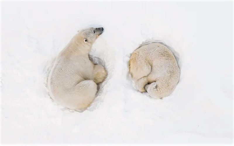 استراحت خرس های قطبی در برف