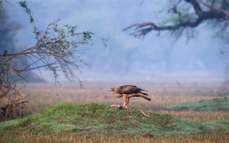 عقابی بالای شکار خود در پارک ملی کلادو در هند، منبع عکس: behance.net، عکاس: Don Davies