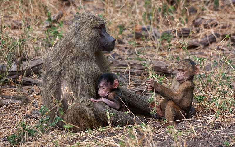 میمون مادر با فرزندانش
