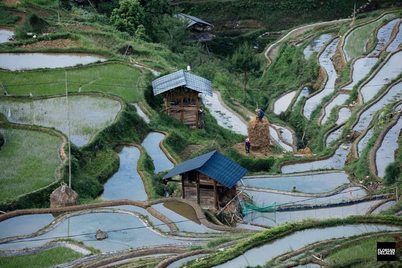دو کلبه در میان شالیزارهای برنج چین