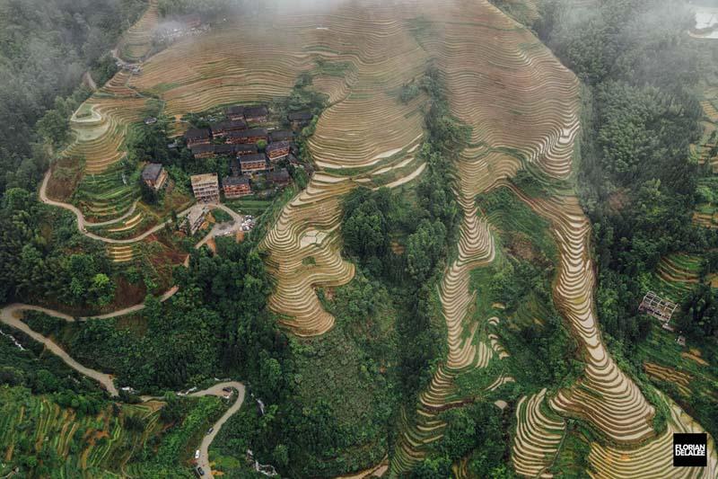 عکس هوایی روستایی در چین با شالیزارهای برنج