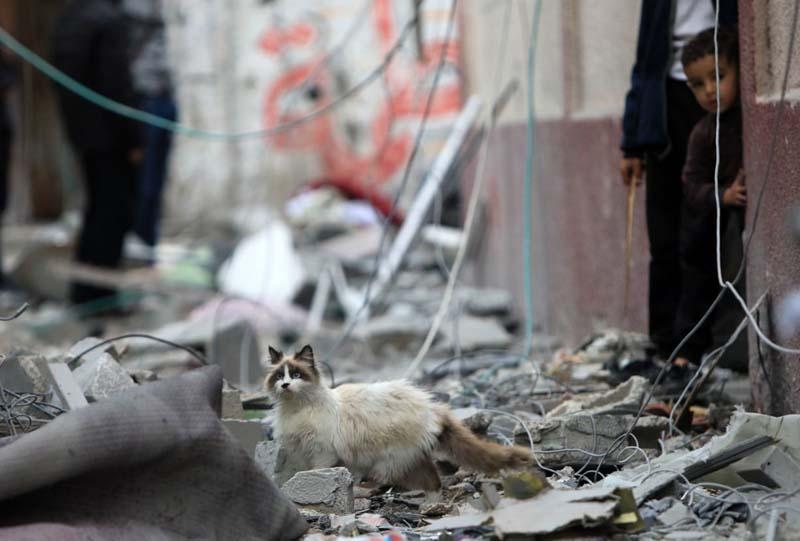 یک گربه در میان آوار خانه‌های فلسطینی در نوار غزه