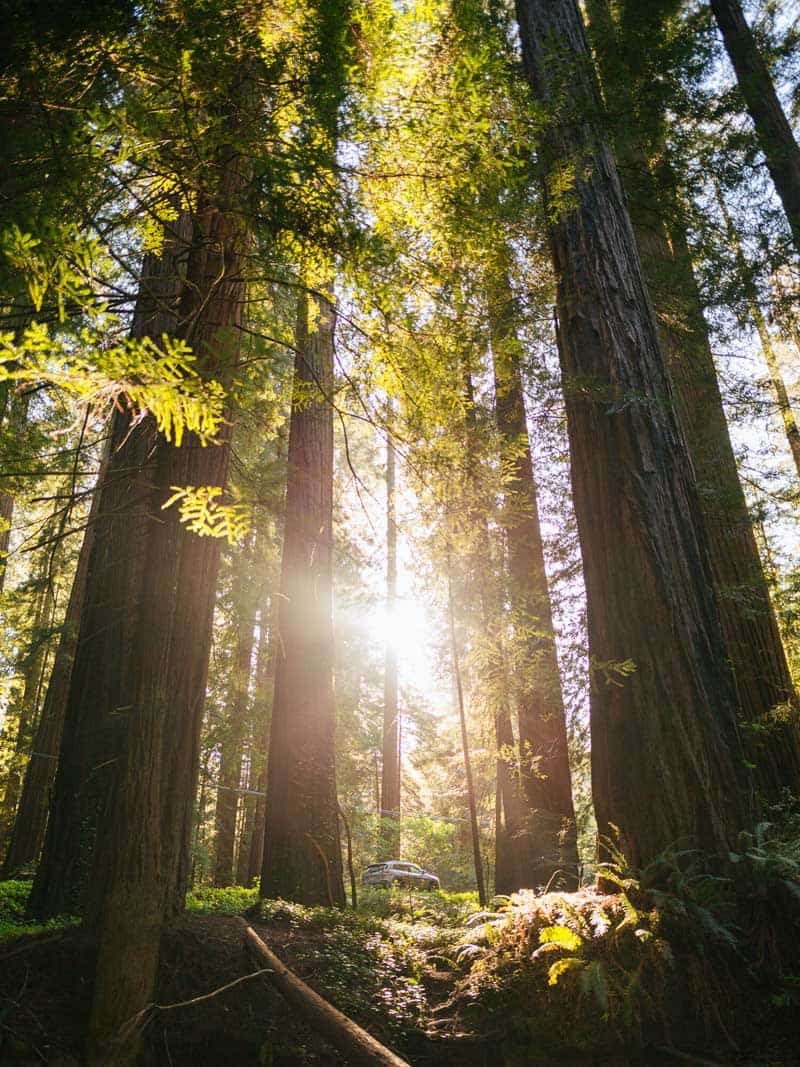 عبور نور آفتاب از میان درختان جنگلی در ایالت اورگن آمریکا