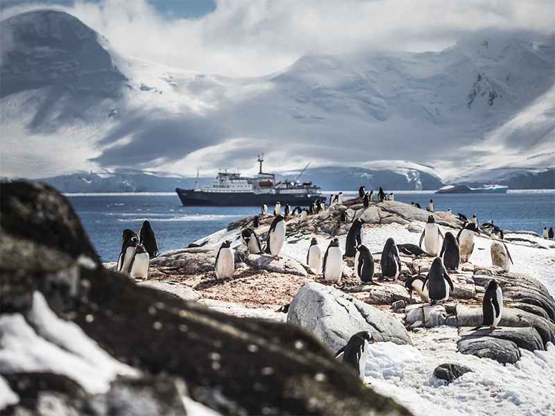 تعداد زیادی پنگوئن در جنوبگان