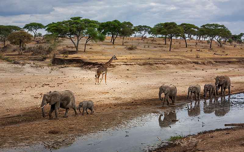 فیل ها و زرافه در کنار رودخانه