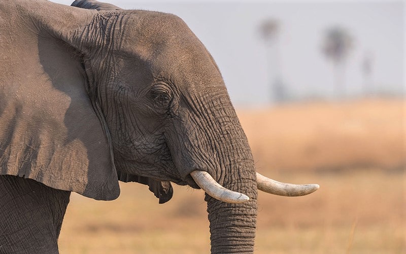 فیل در طبیعت بوتسوانا