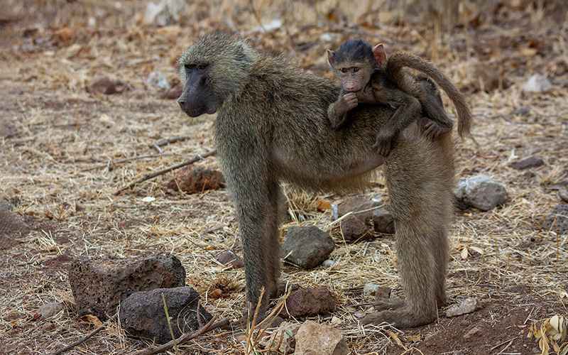 بچه میمون روی بدن مادرش