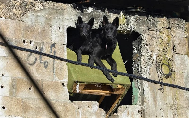 دو سگ در خرابه‌های نوار غزه