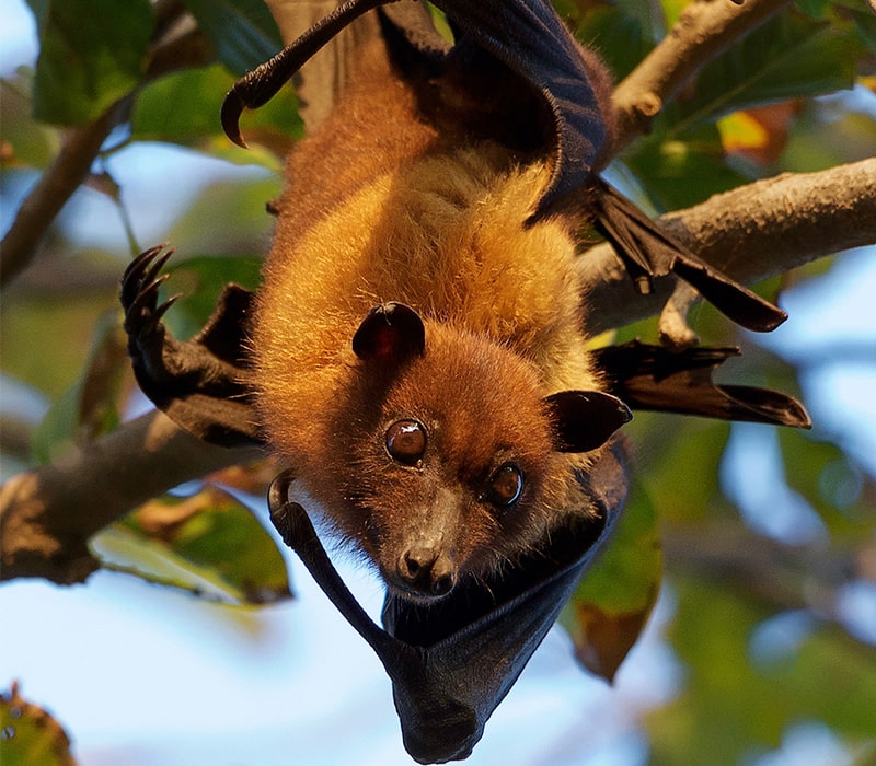 خفاش در پارک ملی کلادو در هند، منبع عکس: behance.net، عکاس: Don Davies