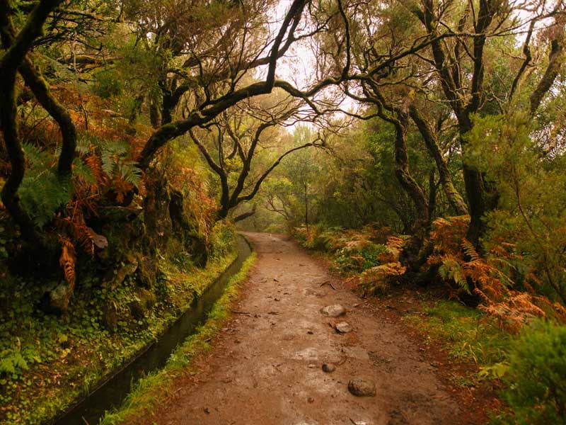 جاده‌ای جنگلی و سبز در جزیره مادیرا در پرتغال