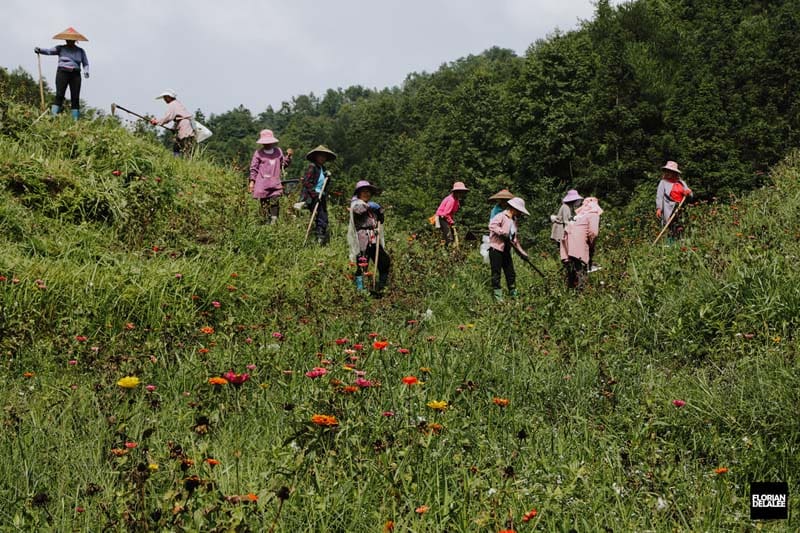 کشاورزان چینی در حال انجام کار در روستای پینگان