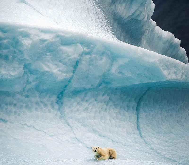 خرس قطبی مشغول استراحت
