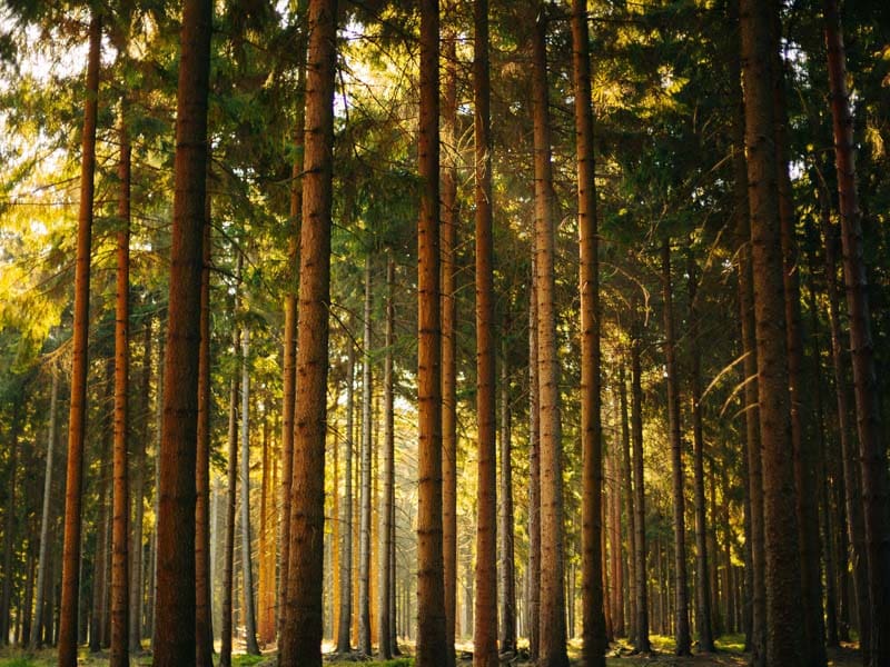 درختان بلند جنگل‌های ساکسون سوئیس