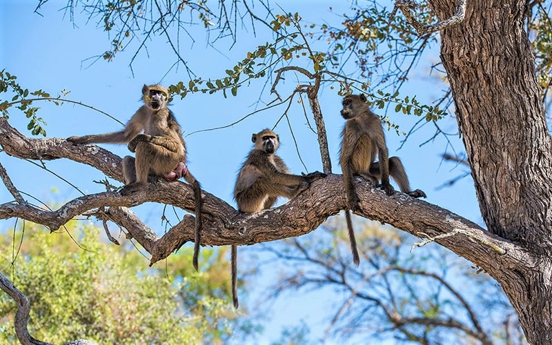 سه میمون روی درخت