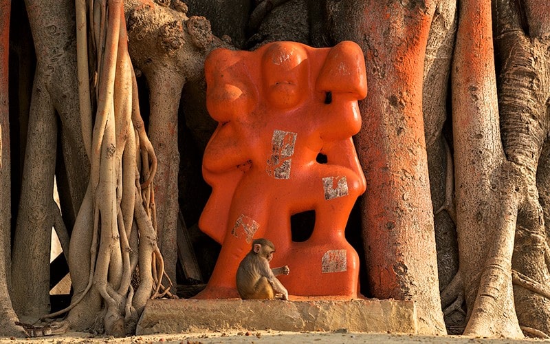 میمون جلوی مجسمه نارنجی در پارک ملی کلادو در هند، منبع عکس: behance.net، عکاس: Don Davies