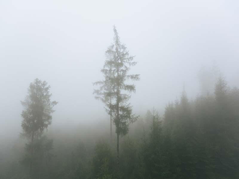 جنگلی در مه در بالکان