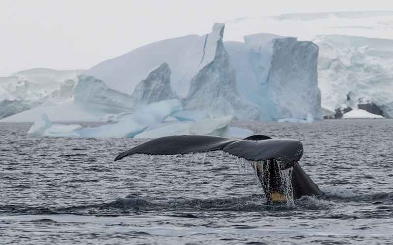 نهنگ در آب‌های جنوبگان