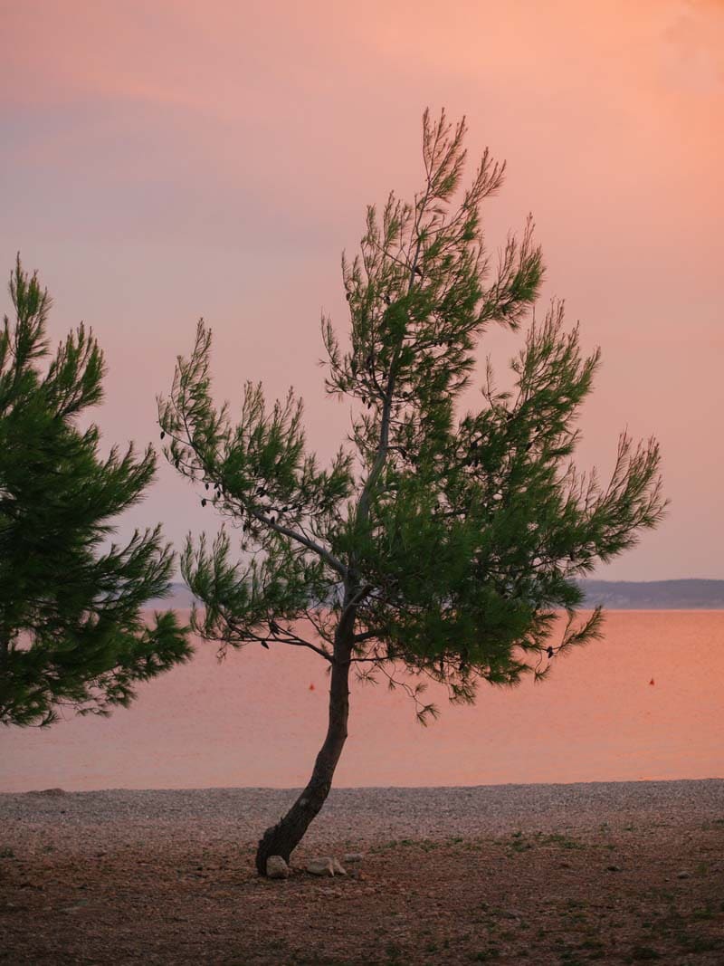 درختانی در منطقه‌ای ساحلی در بالکان