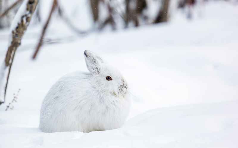 خرگوش سفید روی برف